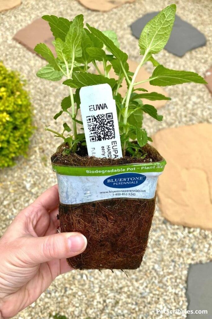 a biodegradable plant pot with a small plant growing in it
