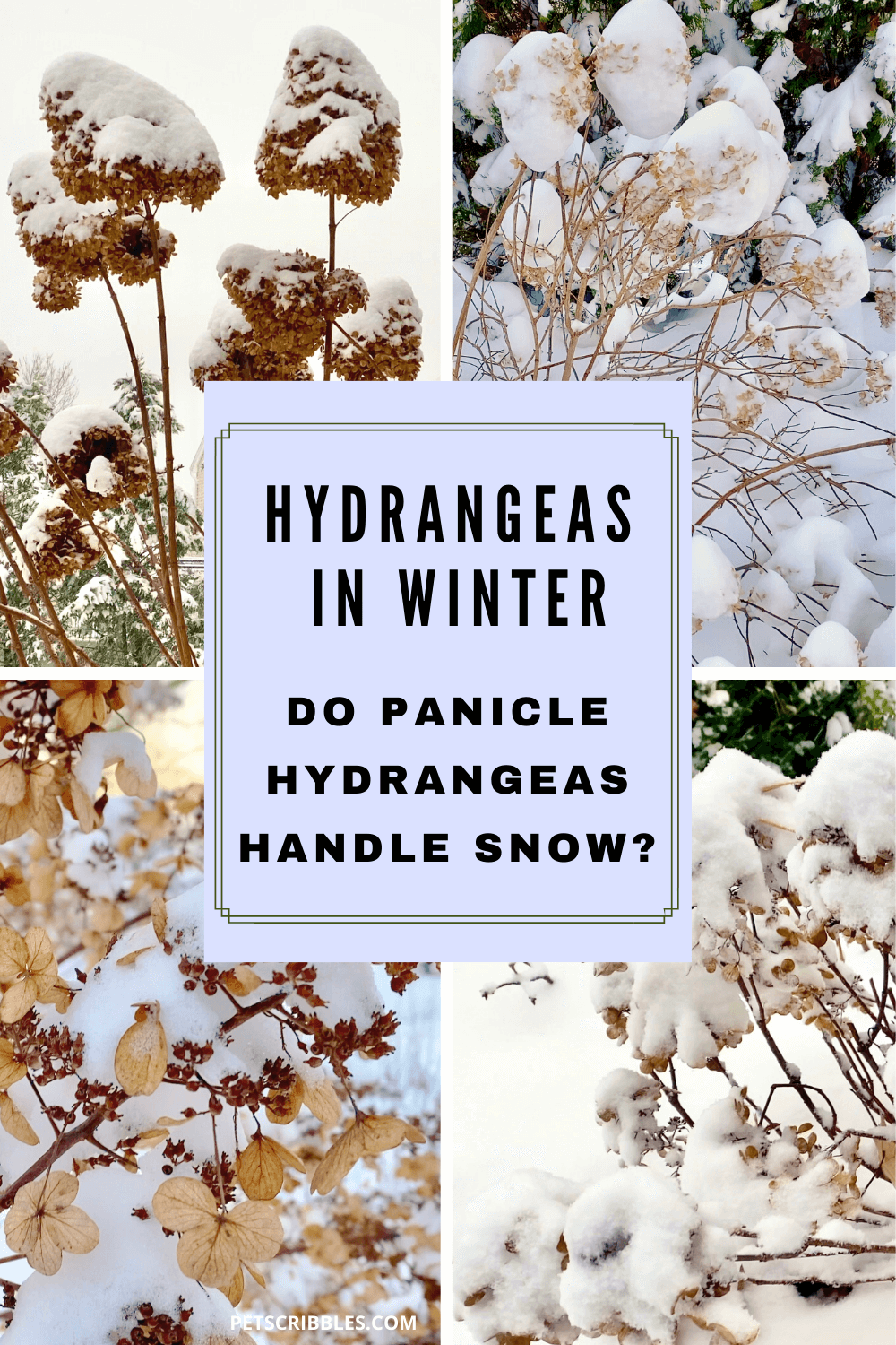 Do panicle hydrangeas — like Limelight, Pinky Winky, Little Lime and Little Quick Fire — handle Winter snow? Yes, and much better than other hydrangea varieties! This article with video discusses several panicle hydrangea varieties in the snow. via @petscribbles