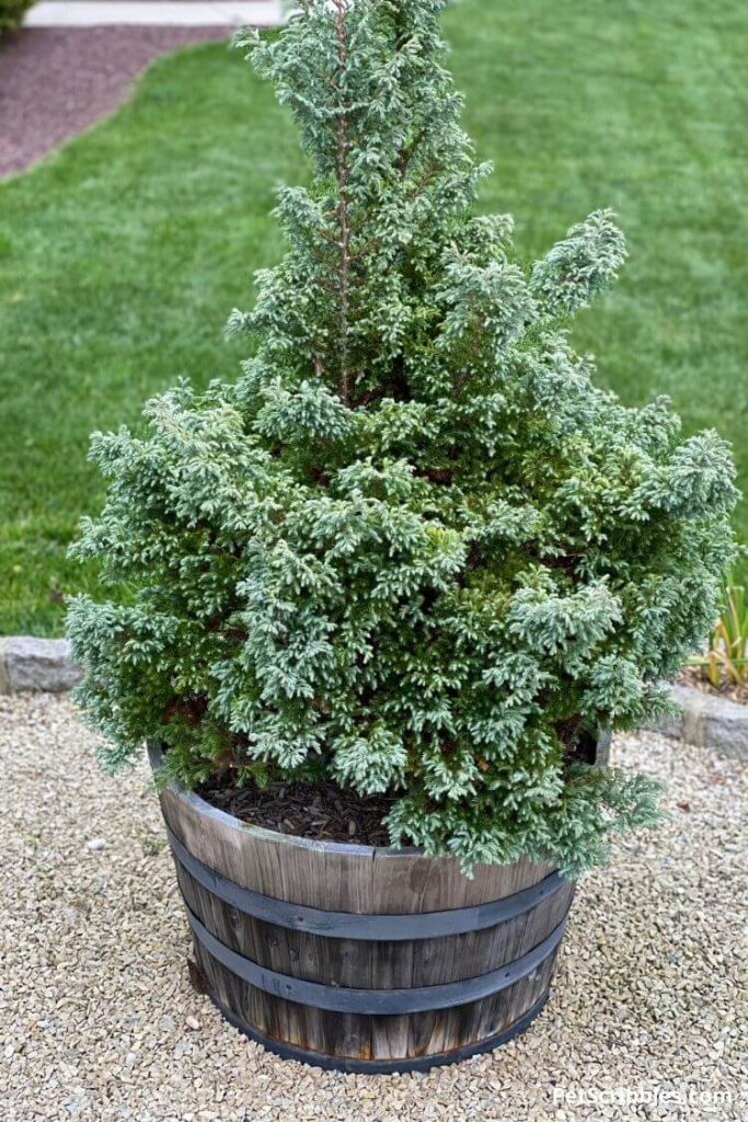 False Cypress Devon Cream blue-green evergreen shrub in a wood barrel