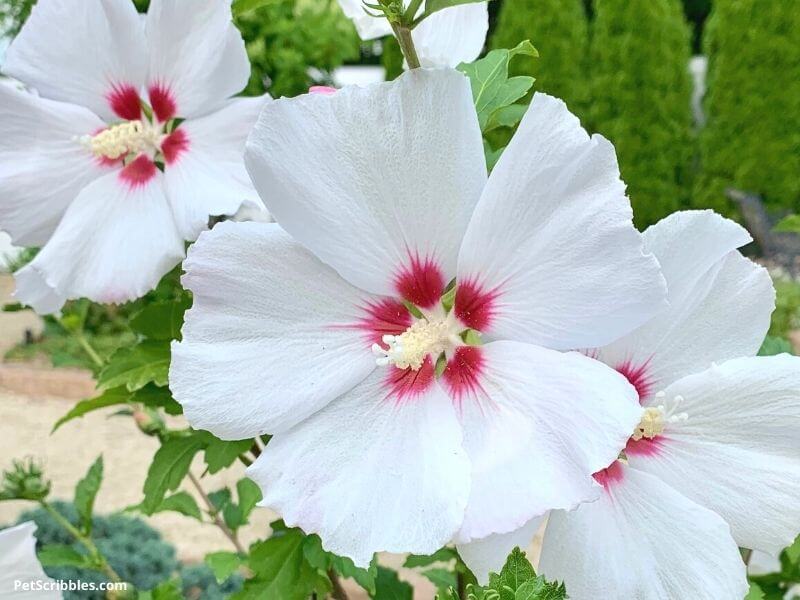 Helene Rose of Sharon white flowers close up