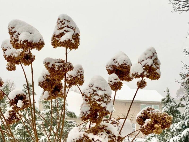 Limelight hydrangeas covered with snow