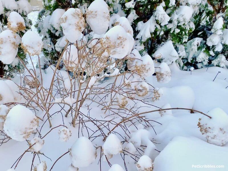 Little Lime Hydrangeas in heavy snow