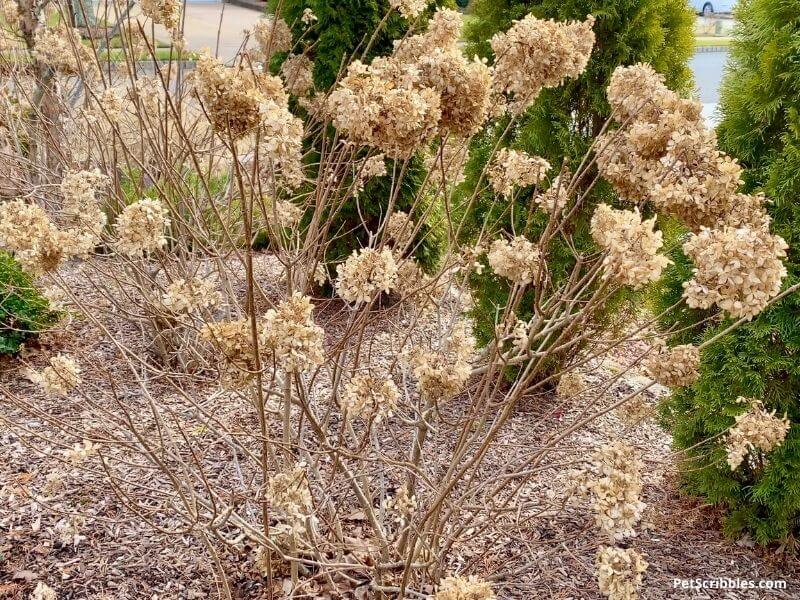 Little Lime Panicle Hydrangeas in Winter after the snow melts