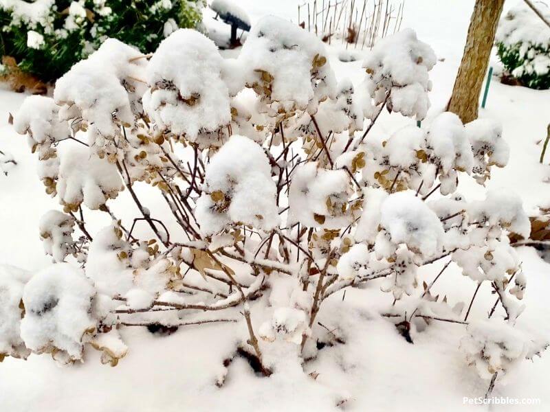 Little Quick Fire Hydrangea shrub covered in snow