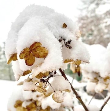 Little Quick Fire panicle hydrangea flowerhead with snow