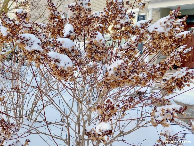 Pinky Winky hydrangeas in Winter with snow