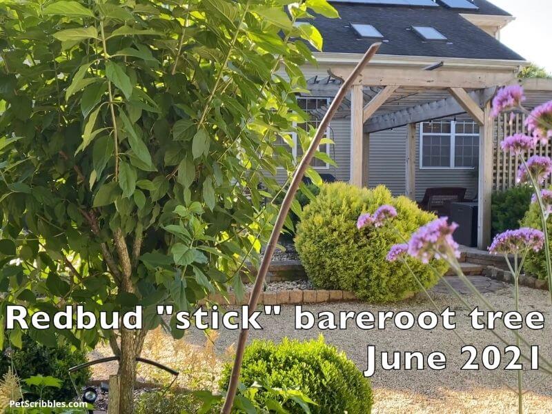 a Redbud bareroot tall stem in the garden that never grew so far
