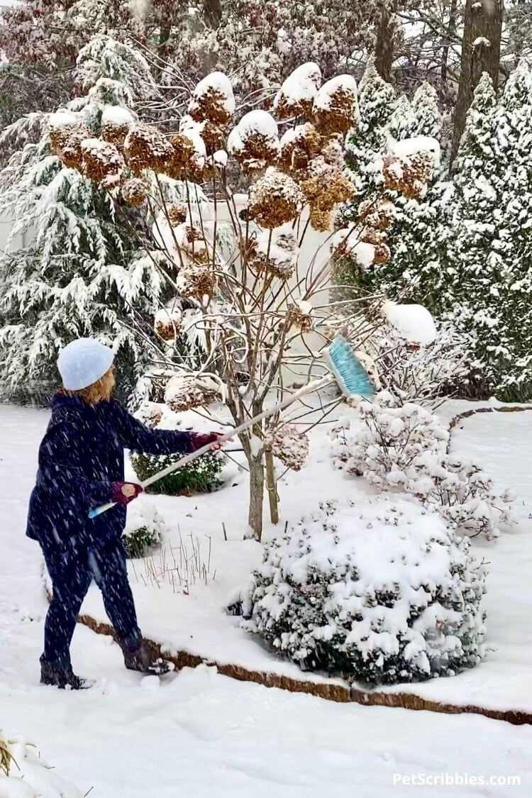 use a broom to remove snow from panicle hydrangeas