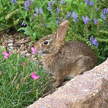 rabbit eating pink Dianthus flowers in the garden
