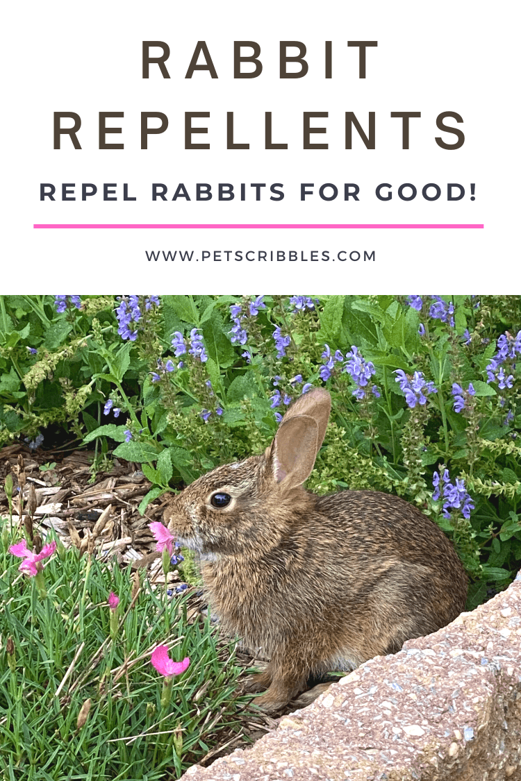 Rabbit Repellents for the Garden with image of rabbit eating pink flowers