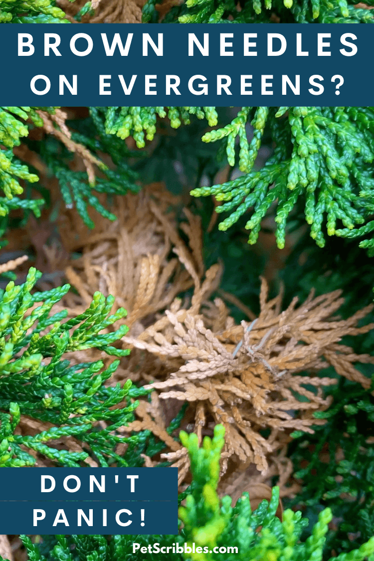 brown needles on evergreens