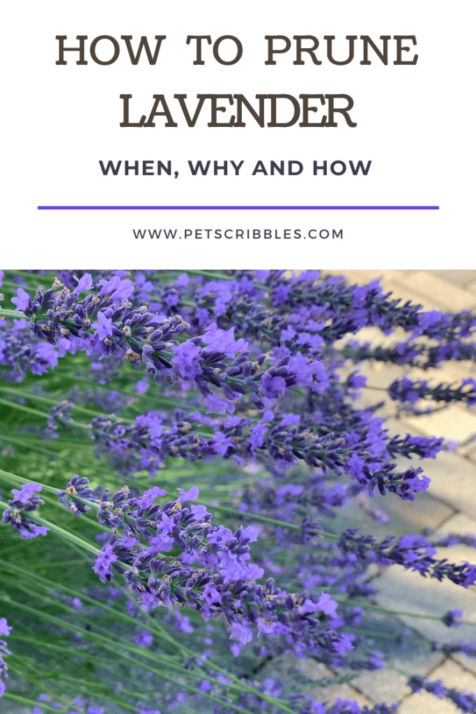 Image of lavender with text How to Prune Lavender