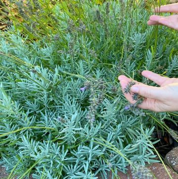 lavender phenomenal plants with hands holding dried flowers