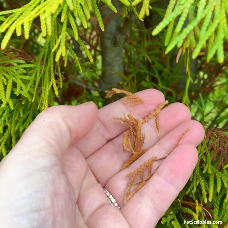 arborvitae brown needles