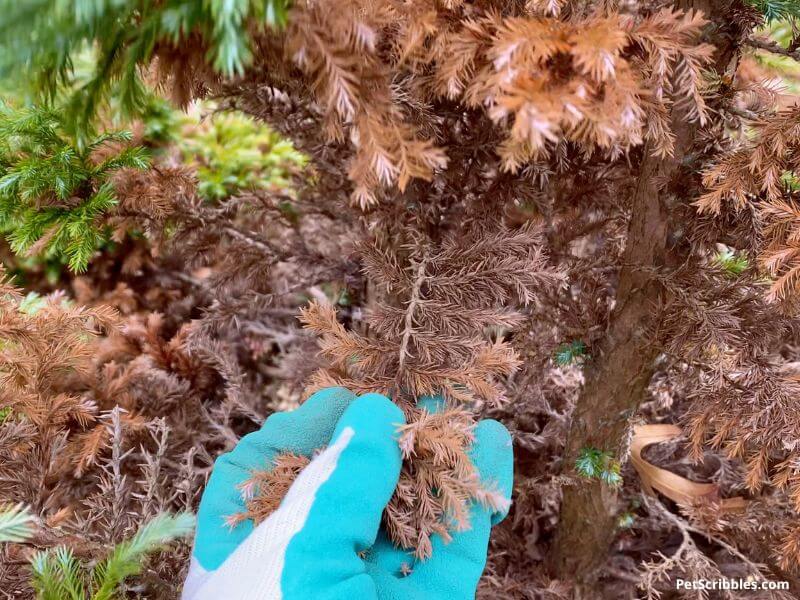 brown versus dead needles on an evergreen