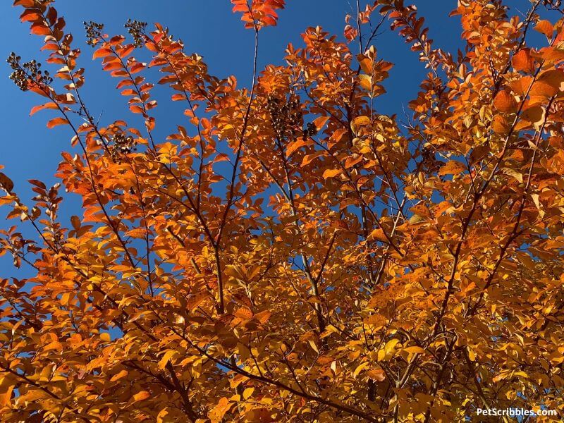 orange Fall color on tree against blue sky