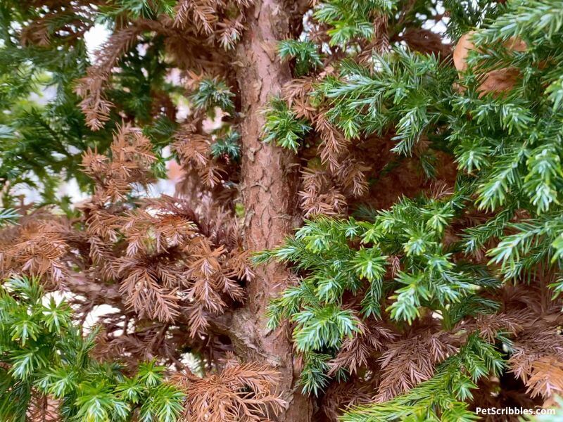 brown needles on devon cream false cypress