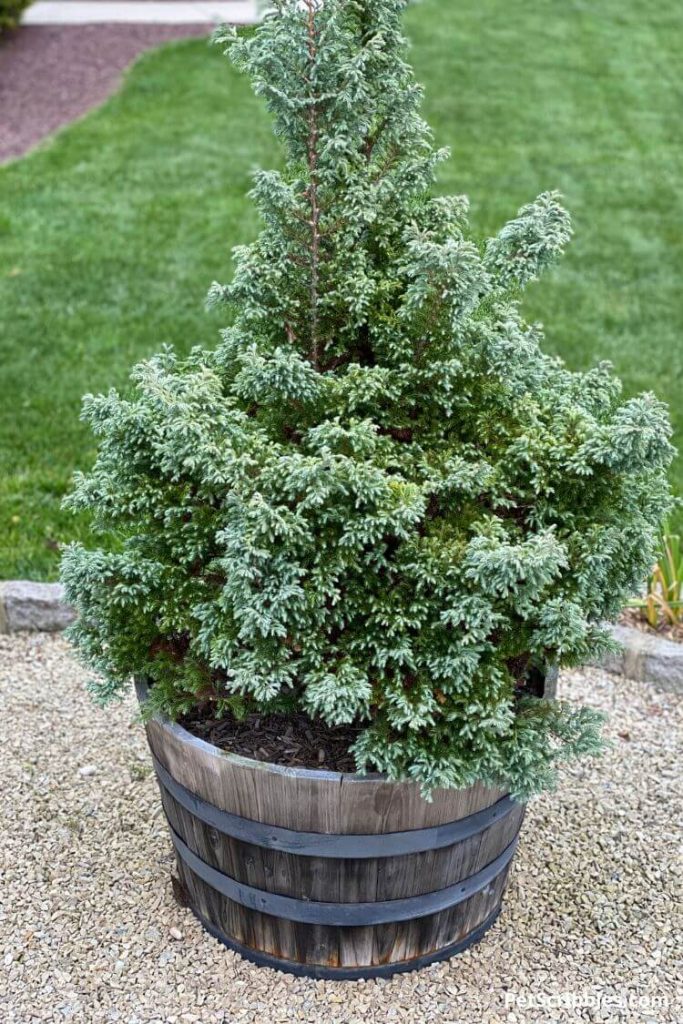 devon cream false cypress in pot