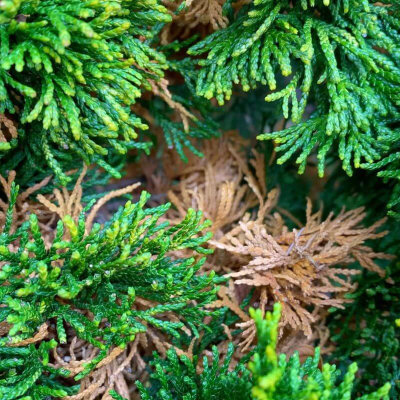 Hinoki Cypress evergreens turning brown inside of shrub