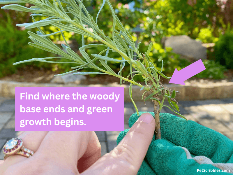 showing how much to prune lavender back