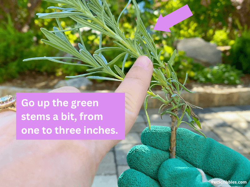 showing how to cut back lavender