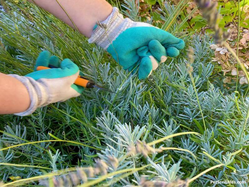 how to prune lavender