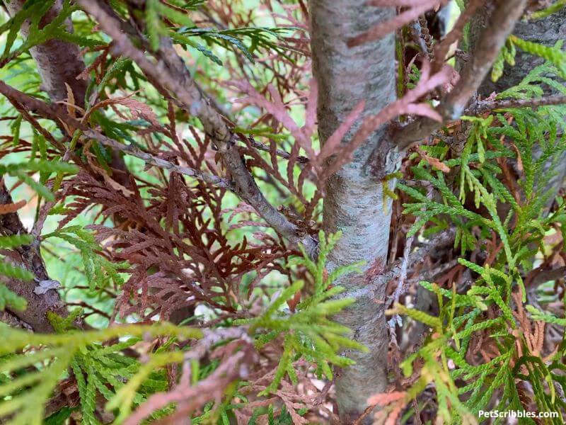 evergreens turning brown inside