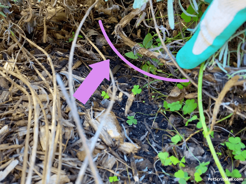 leggy lavender stems