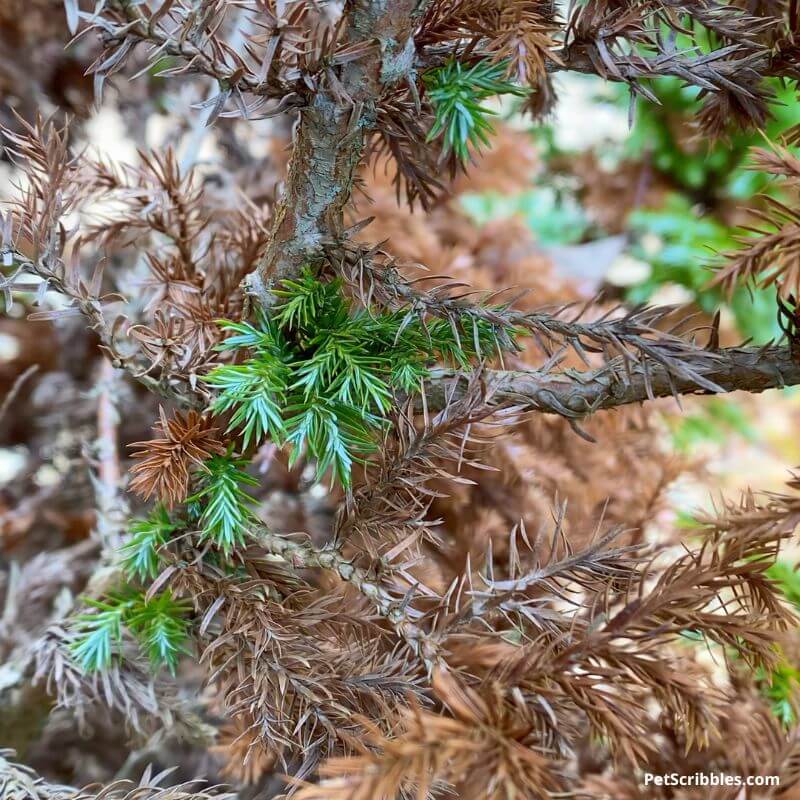 new green growth among brown needles on evergreen