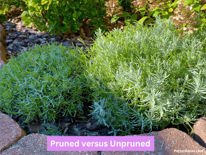 image shows pruned lavender versus unpruned lavender next to each other