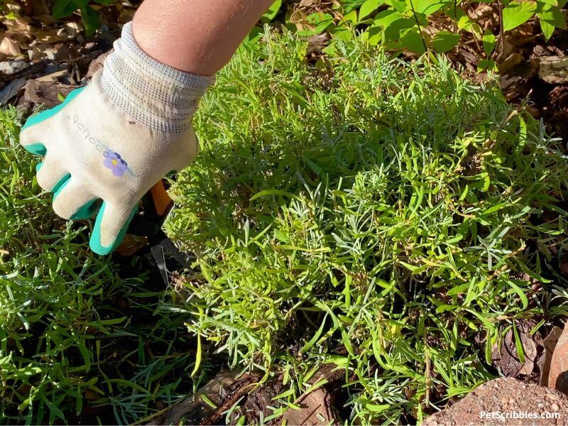 image shows hand with garden snips pruning lavender