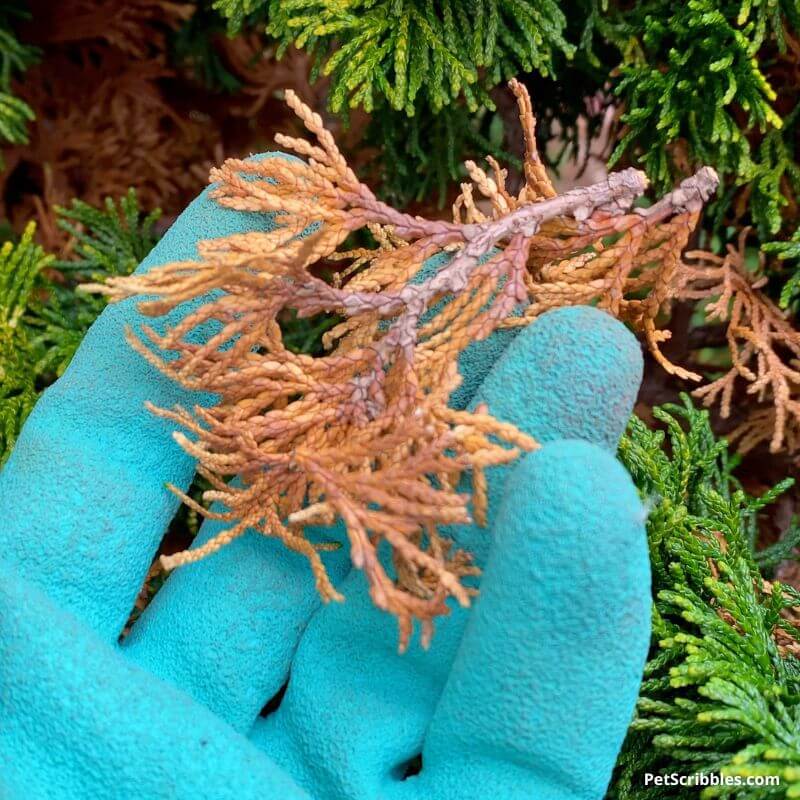 brown needles on a gloved hand