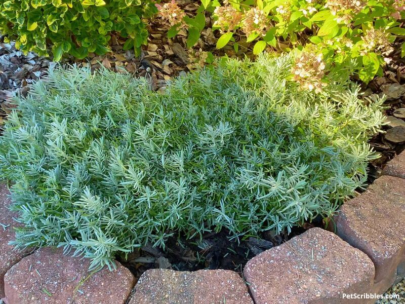 lavender plants without flowers