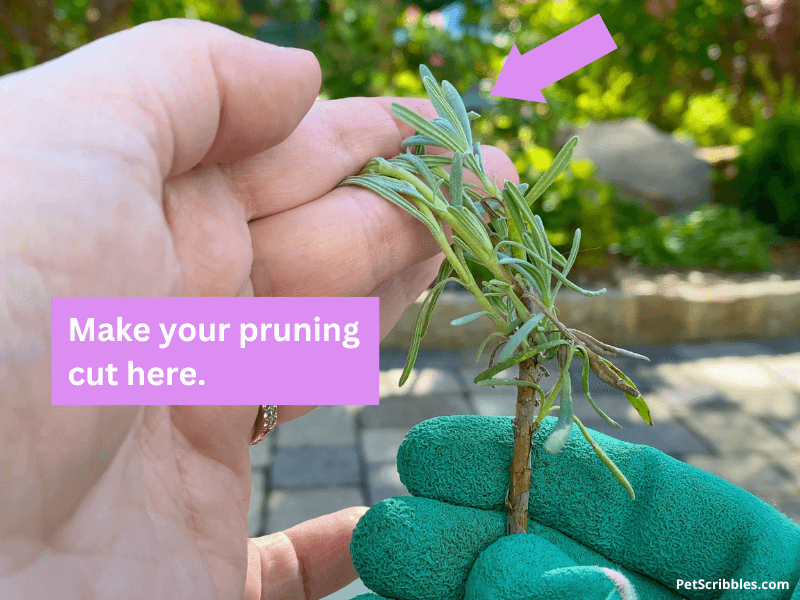 showing where to make Lavender cuts when pruning