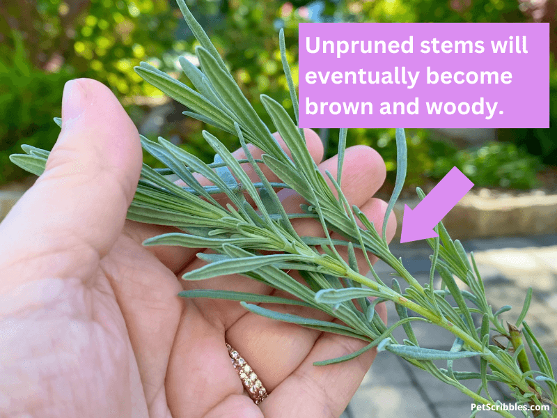 hand holding a lavender plant stem