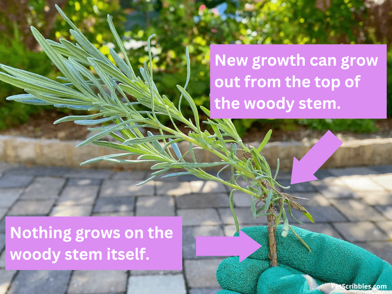 woody lavender stem