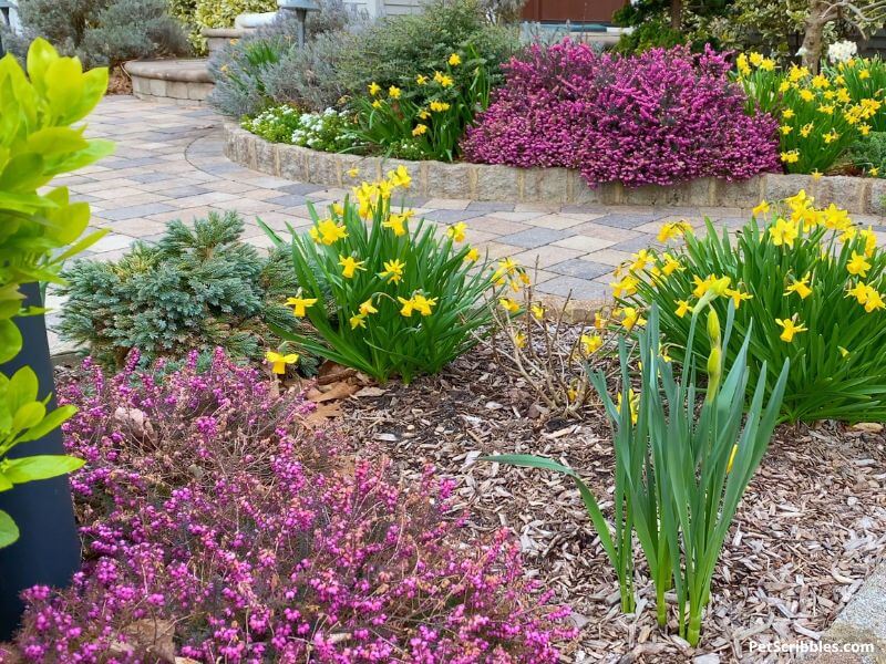 Daffodils and flowering heath in early Spring