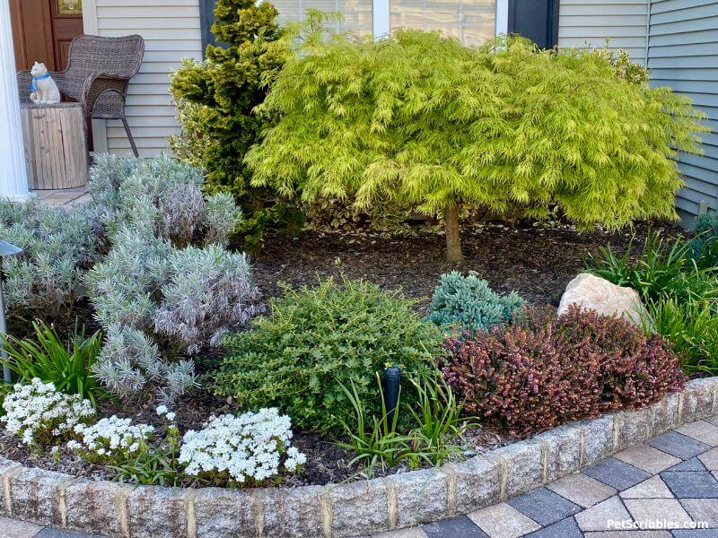 foundation garden bed with shrubs and small white flowers in front of home