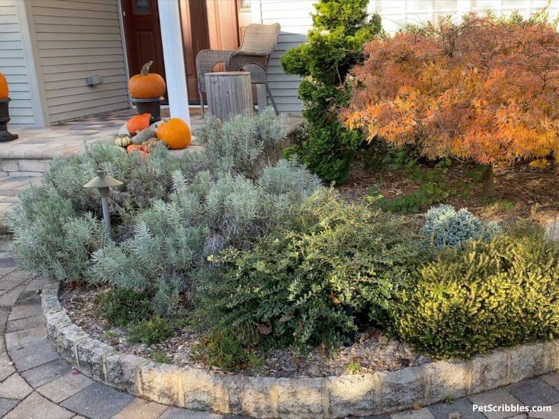 late Fall garden bed filled with shrubs and orange-leaved small tree with pumpkins in background