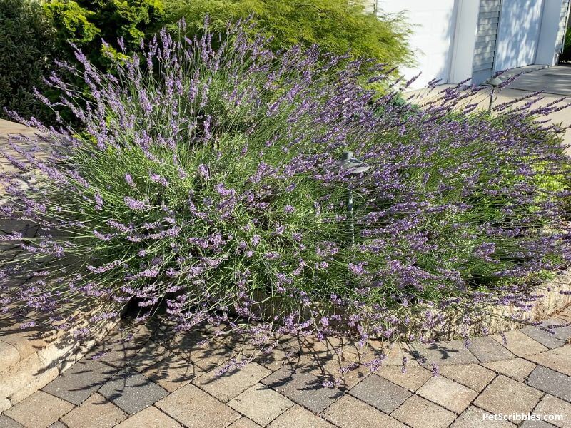 Lavender blooming in a garden bed in Summer
