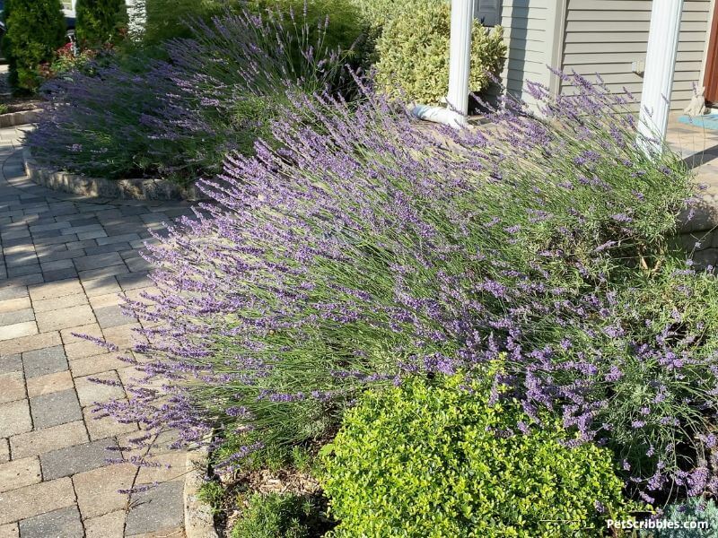 lavender growing by front entrance to home