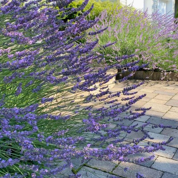 lavender blooming in foreground and background of photo