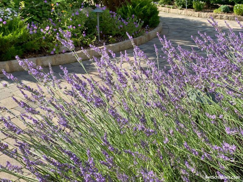 lavender flowers swaying in the breeze