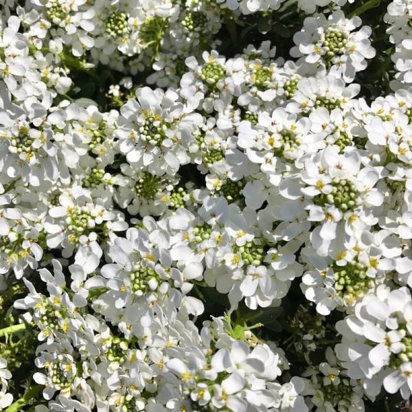 close up of white Candytuft flowers in full bloom