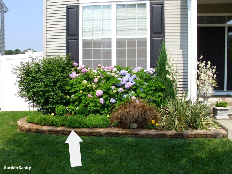 Candytuft in front of blooming hydrangeas in a foundation bed garden