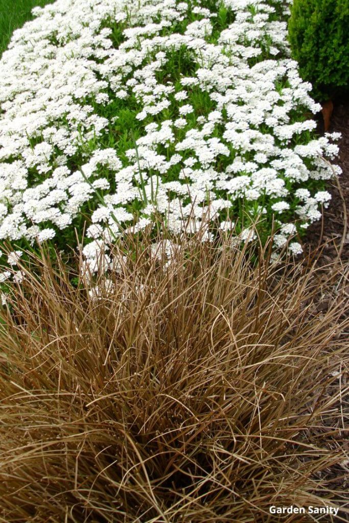 A pretty plant combination: Candytuft and Toffee Twist Sedge, a copper-colored small ornamental grass