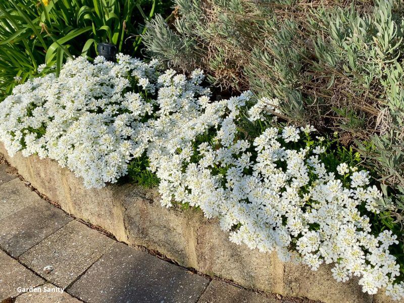 Candytuft in full bloom at front edge of garden bed