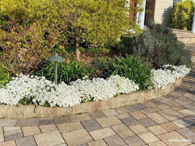 Candytuft blooming in Spring, looking like a blanket of white flowers