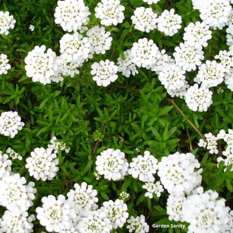 tiny white flowers with bright green leaves and stems