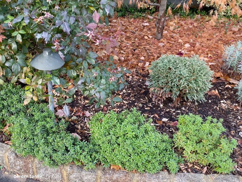 Candytuft plants in Fall, with evergreen color.